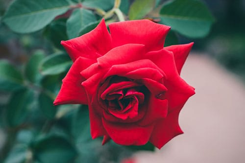 Find out about the rose-related Kentucky Derby traditions