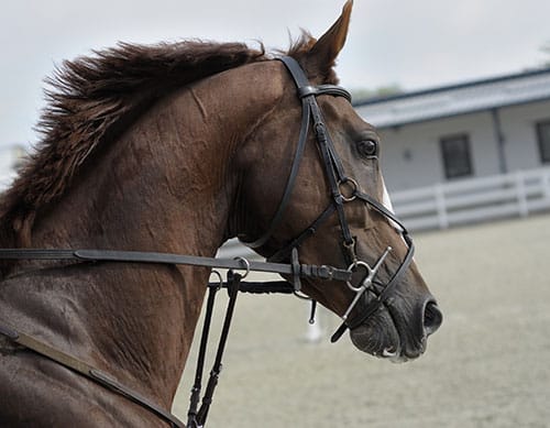 Horses and more: the Kentucky Derby Traditions and Culture